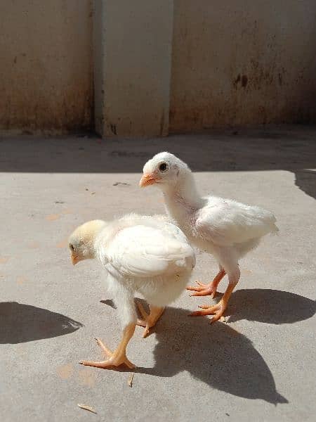 Pure Paper White Aseel Hera Chickes For Sale. 1
