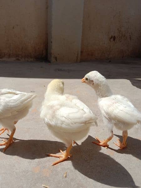 Pure Paper White Aseel Hera Chickes For Sale. 2
