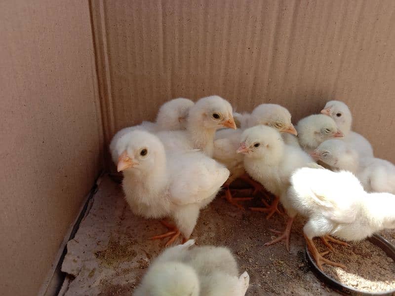 Pure Paper White Aseel Hera Chickes For Sale. 3