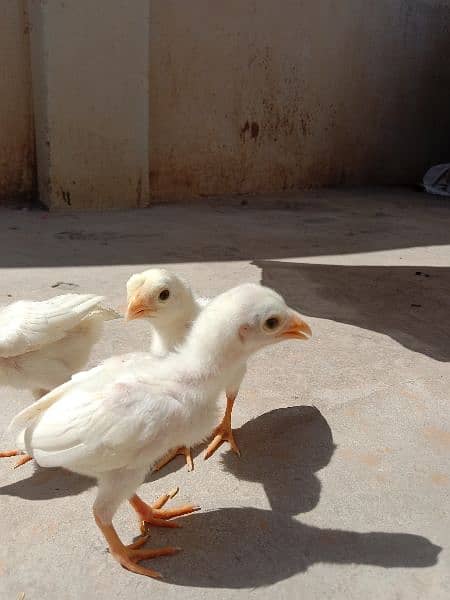 Pure Paper White Aseel Hera Chickes For Sale. 5