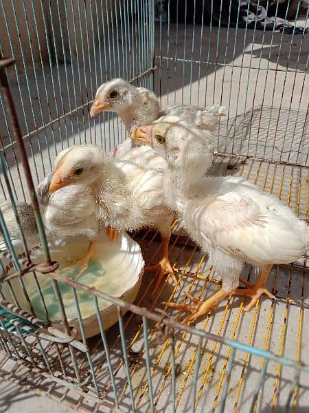 Pure Paper White Aseel Hera Chickes For Sale. 6