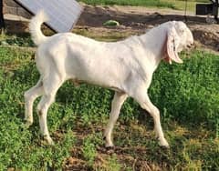 Heavy Bakra for sale. WhatsApp contact 0333-6437424