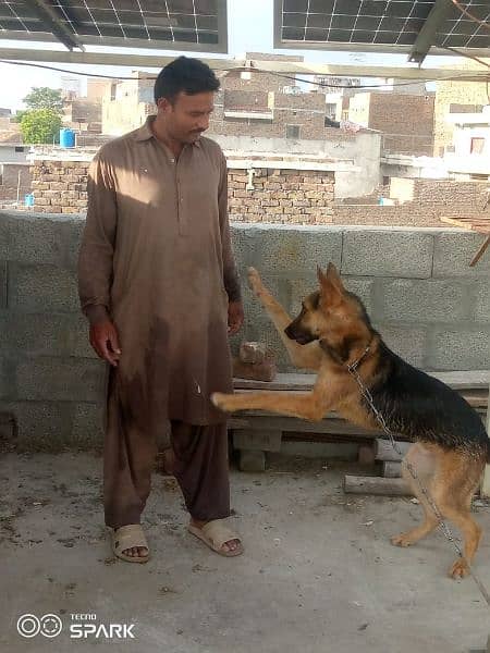 Sheshan Dog for Sale 2