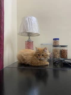 Anna Persian Cat