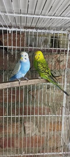 budgies parrot pair Available with cage