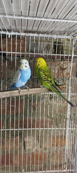 budgies parrot pair Available with cage 1