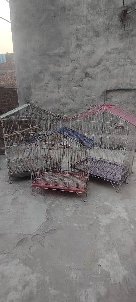 budgies parrot pair Available with cage 5