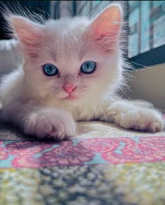 White coat Persian cat with sky blue eyes