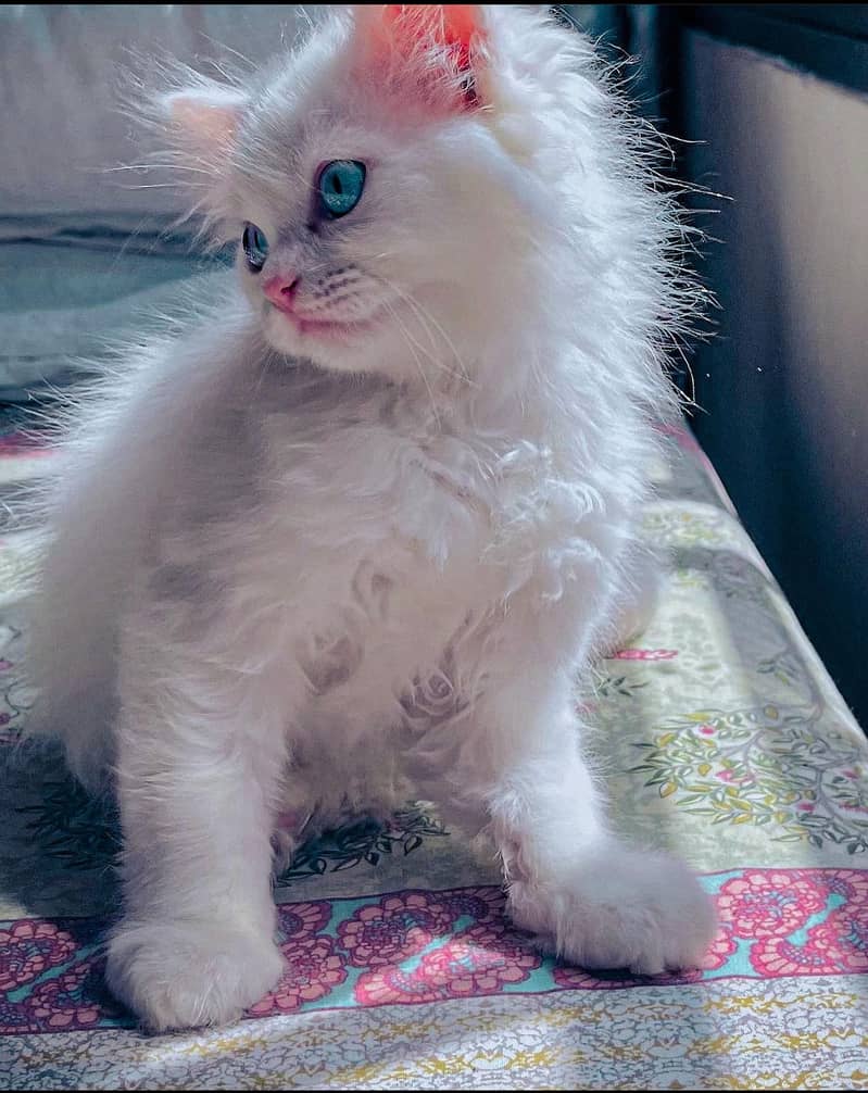 White coat Persian cat with sky blue eyes 1