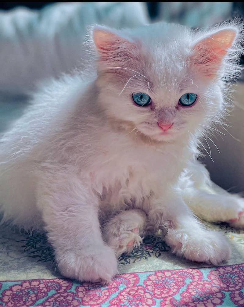 White coat Persian cat with sky blue eyes 2