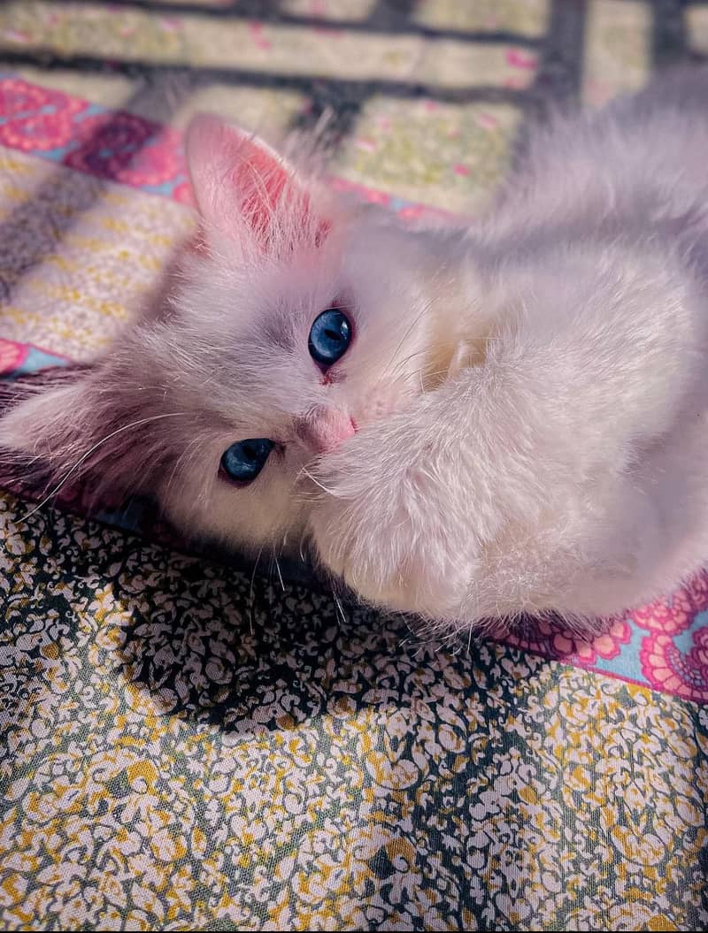 White coat Persian cat with sky blue eyes 4