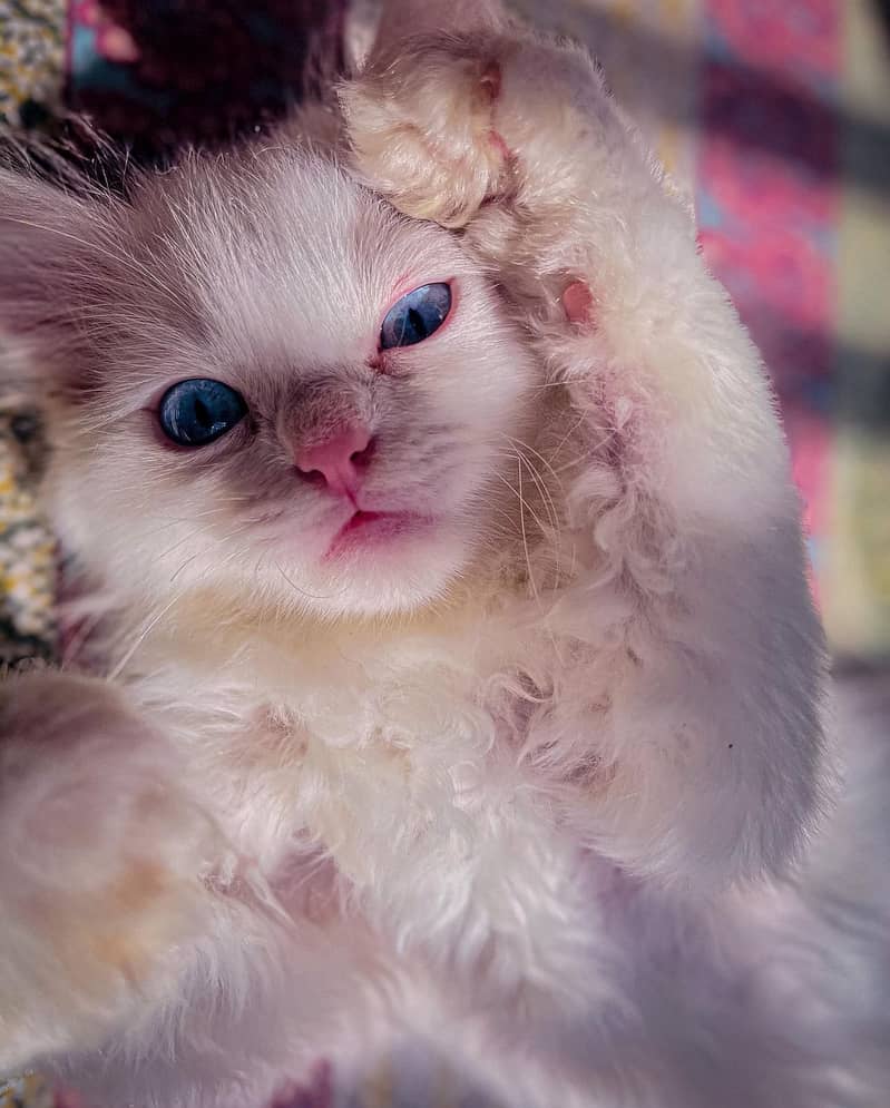White coat Persian cat with sky blue eyes 6