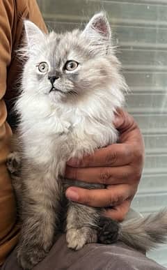 Punched Persian cat Tripple coat Female
