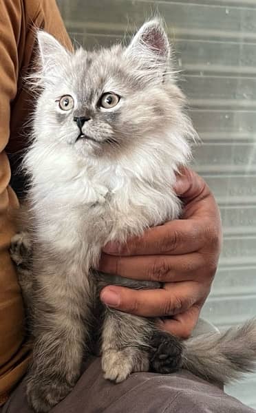 Punched Persian cat Tripple coat Female 0