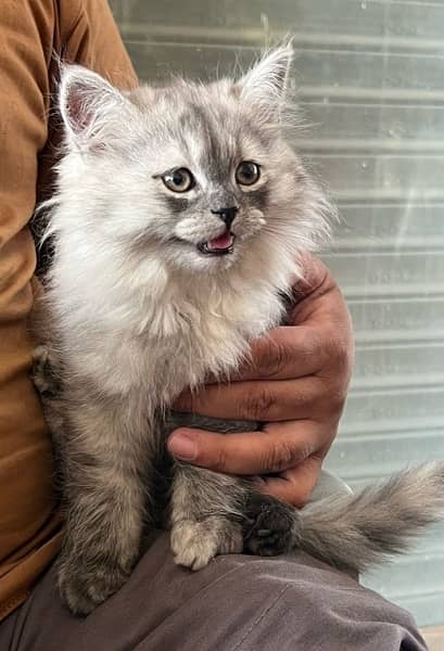Punched Persian cat Tripple coat Female 1