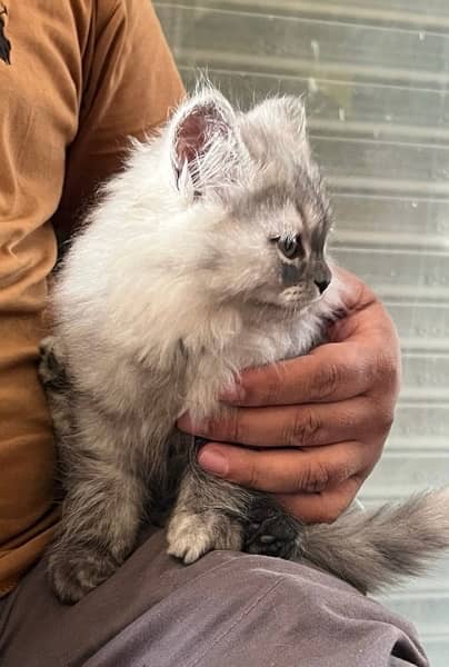 Punched Persian cat Tripple coat Female 2