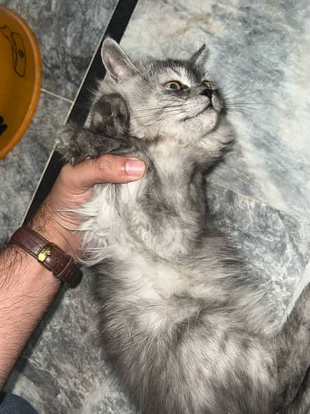 Punched Persian cat Tripple coat Female 3