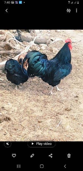 austrlop  pair hens beautiful  vaccinated daily one egg 2