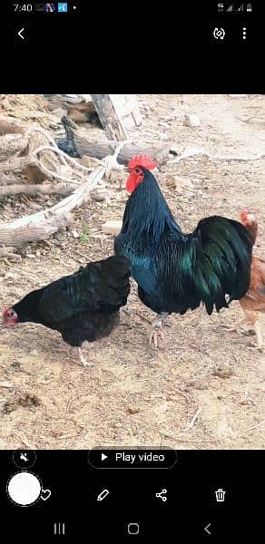 austrlop  pair hens beautiful  vaccinated daily one egg 4