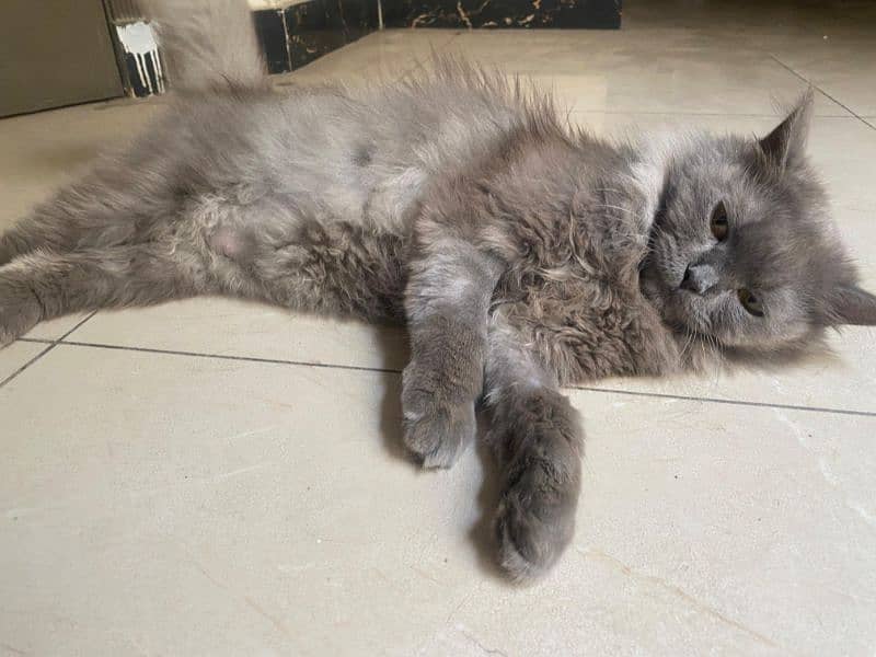 female Persian cat 0