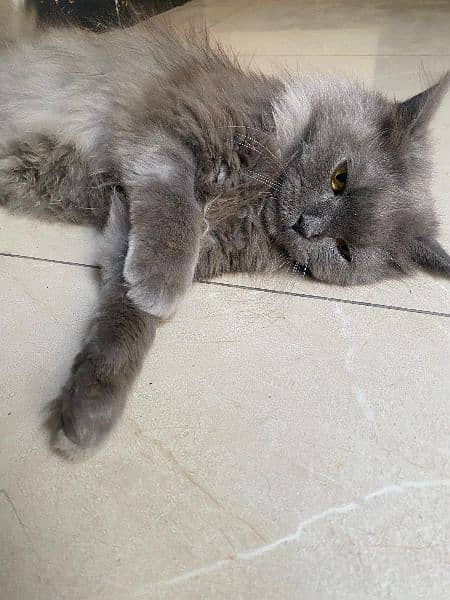 female Persian cat 2