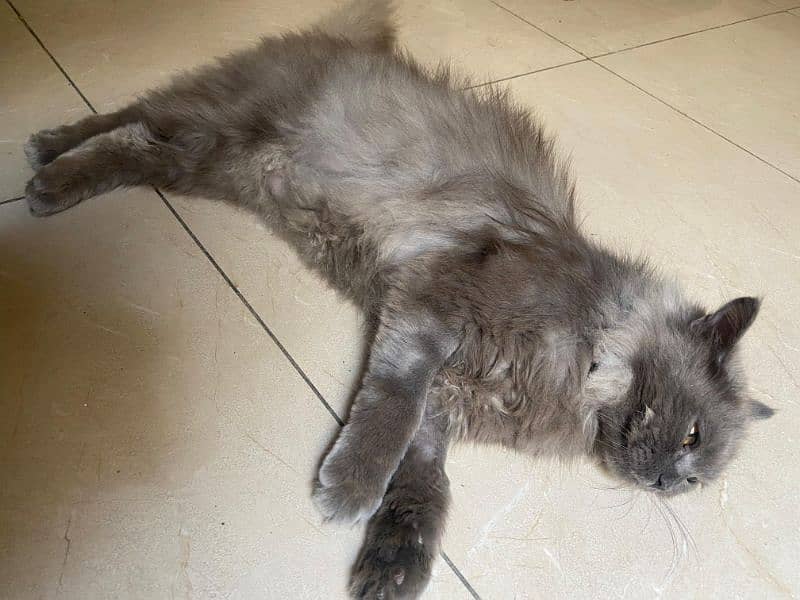 female Persian cat 3