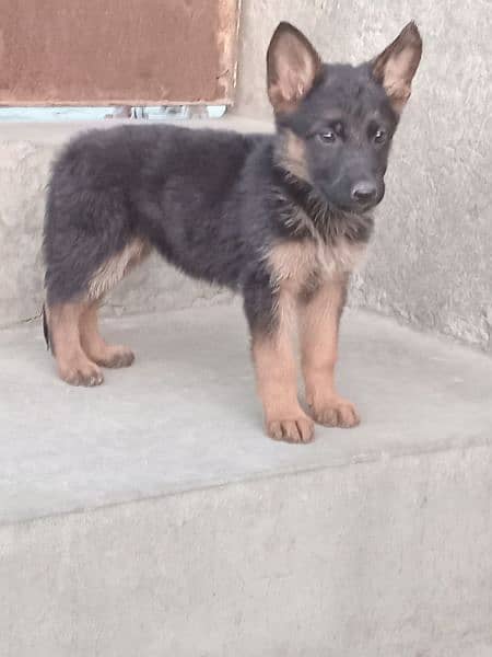 German shepherd puppies available for sale 7
