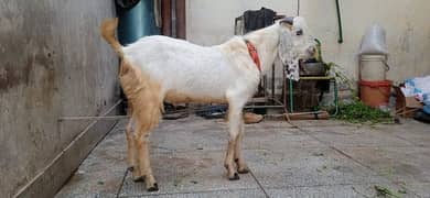 2 goat for sale