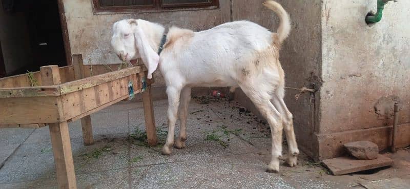 2 goat for sale 1