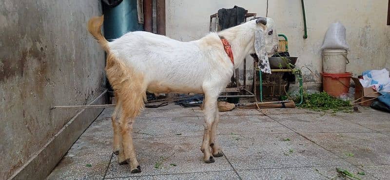 2 goat for sale 6