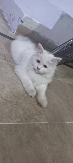 Persian male urgent for sale