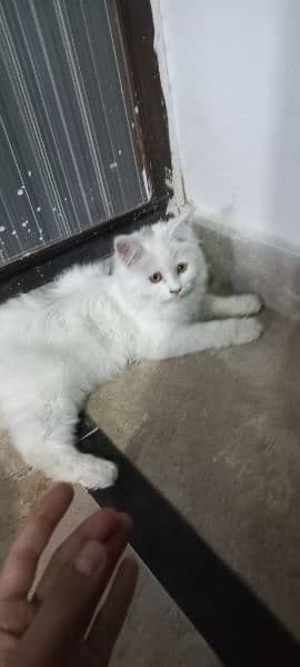 Persian male urgent for sale 1