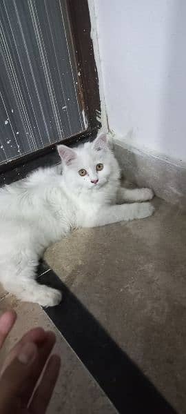 Persian male urgent for sale 2