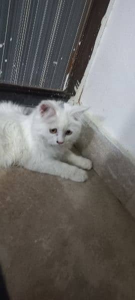 Persian male urgent for sale 3