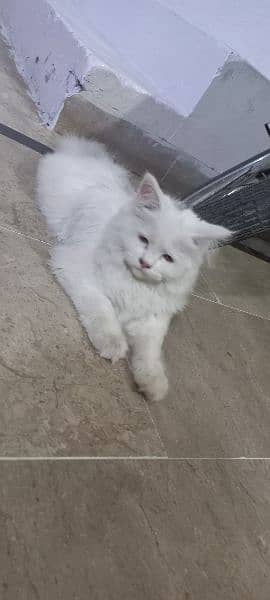 Persian male urgent for sale 4