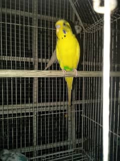 Budgie Birds Available for sell