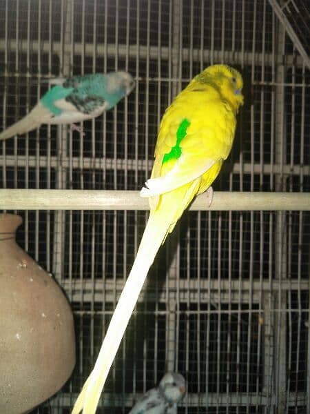 Budgie Birds Available for sell 1