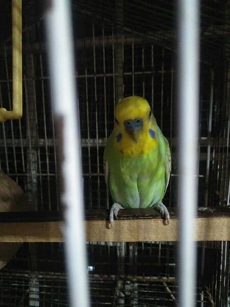 Budgie Birds Available for sell 2