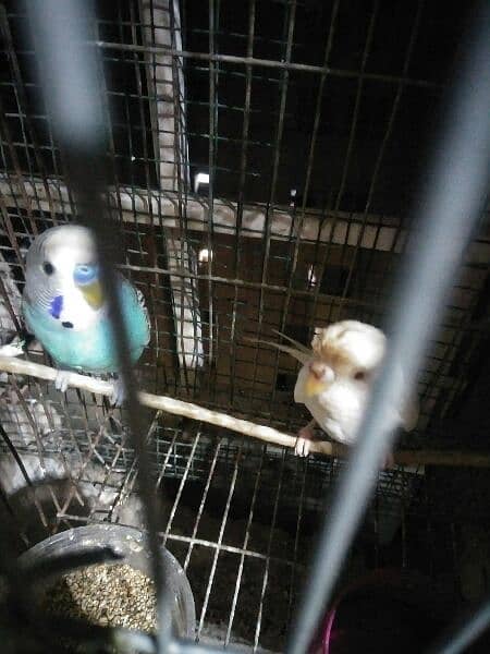 Budgie Birds Available for sell 3