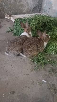 Rabbit Pair | ready to breed | Brown white | Male and Female