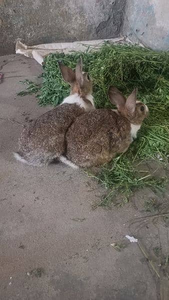 Rabbit Pair | breeder | Brown white | Male and Female 0