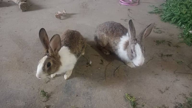 Rabbit Pair | breeder | Brown white | Male and Female 2