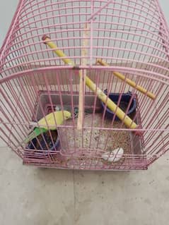 Australian parrots for sale with cage!!