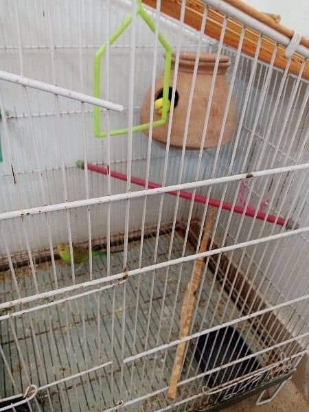 Australian parrots for sale with cage!! 2