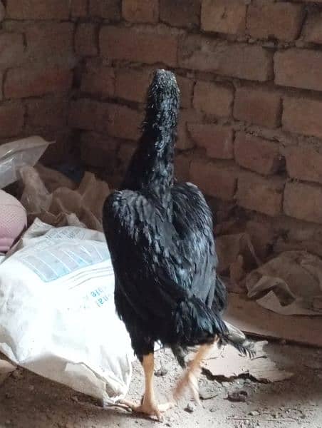 aseel golden murghi sale with 2 chiks  black murghi for sale breeder 5