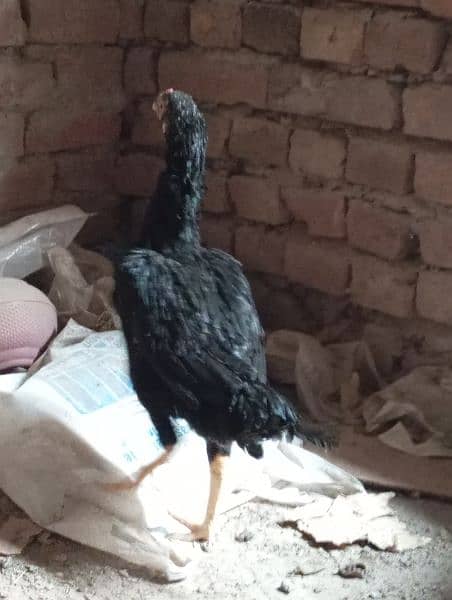 aseel golden murghi sale with 2 chiks  black murghi for sale breeder 6