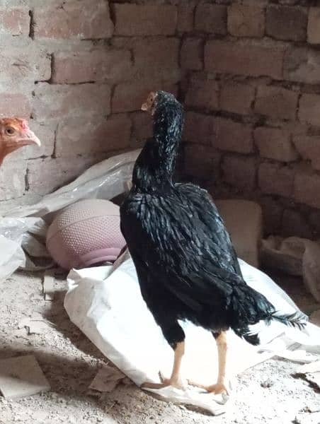 aseel golden murghi sale with 2 chiks  black murghi for sale breeder 7