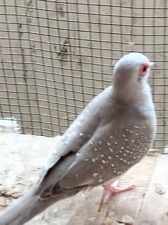 Pure Silver working pied dove