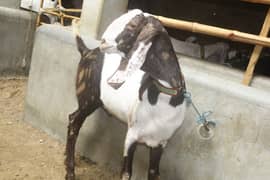 2 bakra male Goat | Bakra | Mundra | khasi | available