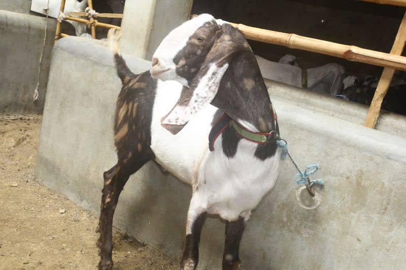 male Goat | Bakra | Mundra | khasi | available 0